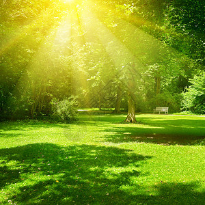 公园里阳光明媚的照亮绿草和树木夏天风景图片