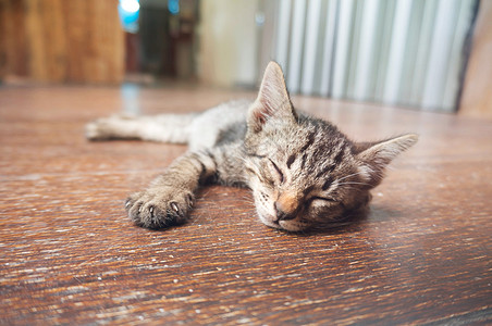 猫咪躺在木地板上图片素材