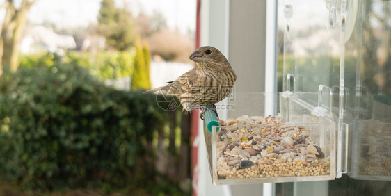 小鸟在喂食一个装窗口的种子器之间回头看小鸟图片