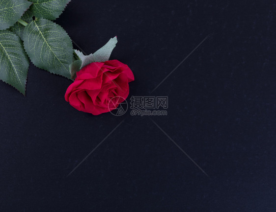 笼罩着黑暗石头背景上一朵红玫瑰的光环图片