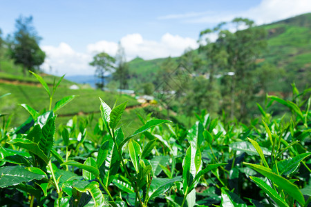 斯里兰卡茶园茶叶种植园自然背景背景