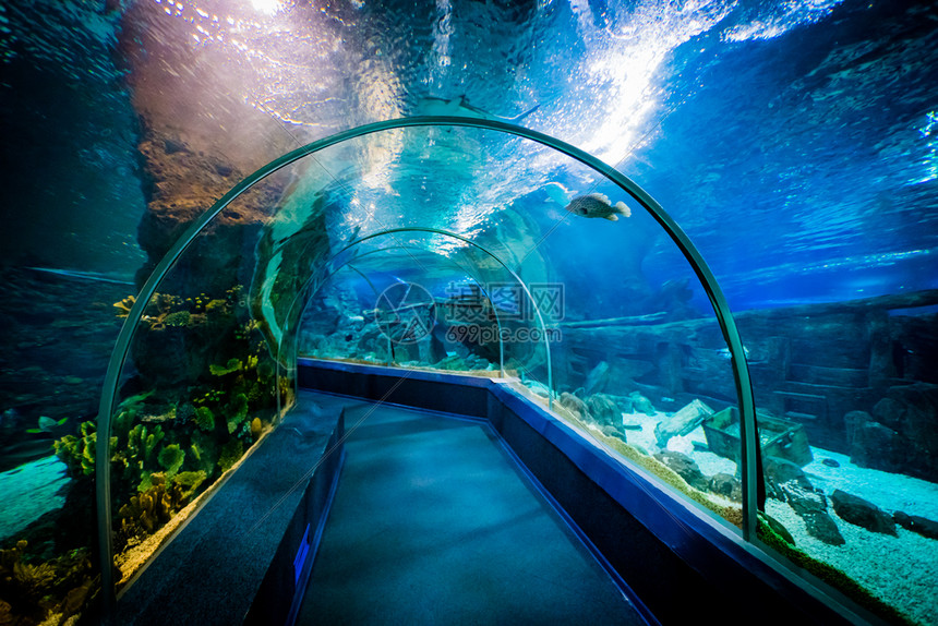 俄罗斯索契最大的水族馆高清图片下载正版图片304387649摄图网