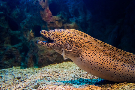 MorayEelGymnothorax米利亚里斯图片