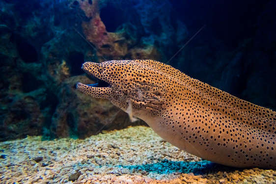 MorayEelGymnothorax米利亚里斯图片