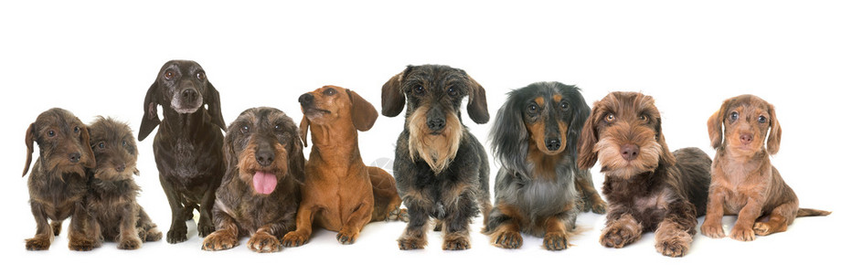 白色背景前的dachshund群組图片