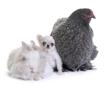 工作室里的brahma鸡小兔子和狗吉娃图片素材