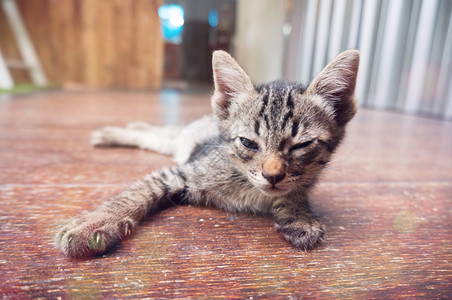 猫咪躺在木地板上图片