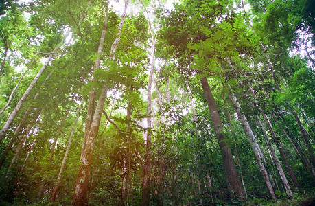 绿色树林背景复制空间图片