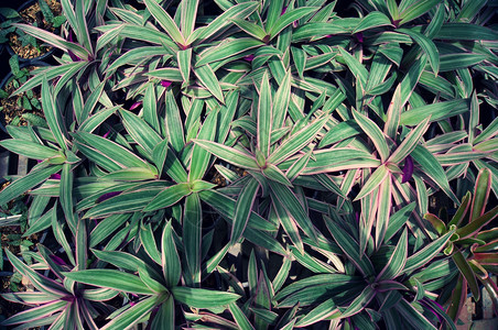 花园中的精美suculants和仙人掌植物图片