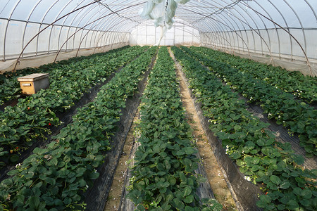 温室农场种植的草莓图片