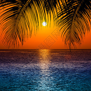棕榈树在日落海滩上美丽的日落图片