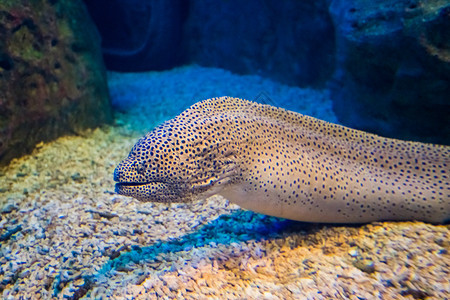 MorayEelGymnothorax米利亚里斯图片