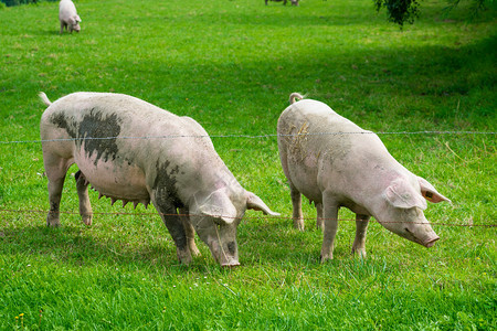 猪站在草坪上地图片