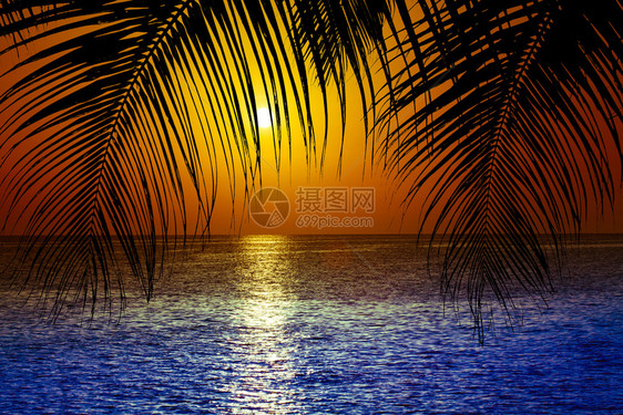 日落热带沙滩上的棕榈树浅影图片