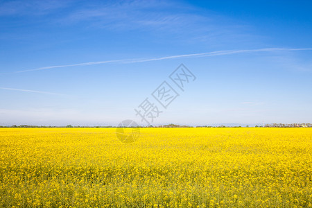 蓝棕色天空的田地上黄色种子花朵图片