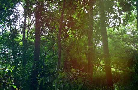 绿色树林背景复制空间图片