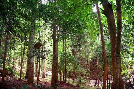 绿树森林背景图片
