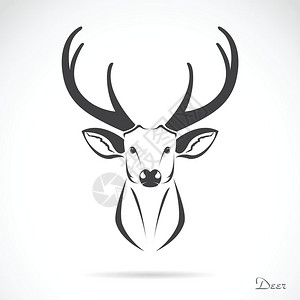 自然人物白色背景上的鹿头矢量图像插画