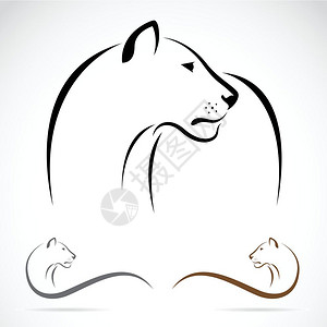 母狮白色背景上雌狮子的矢量图像插画