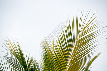 白色背景的棕榈叶图片