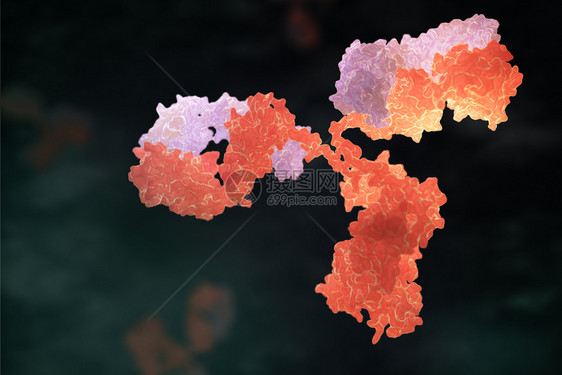 人体抗immunoglobulin3D插图图片