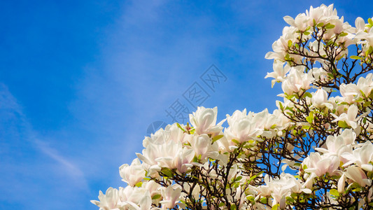 春季木兰上美丽的花图片