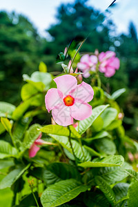 粉红色干草花图片