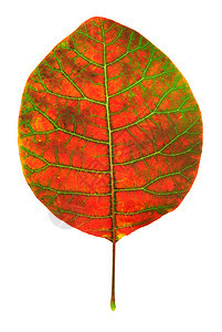 孤立的秋叶设计要素图片