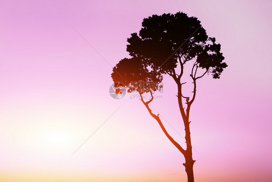 日落时树的轮光图片