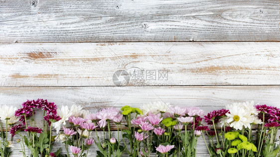 在白色风化木板上形成底边界的多花图片