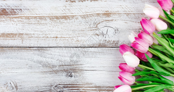 白色风化木板上的春粉红色郁金香图片