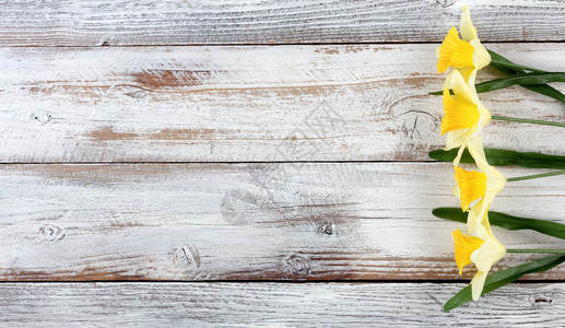 白色风化木板上的黄春水仙图片