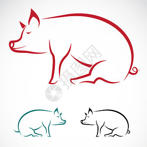 猪肋排白底猪的矢量图像插画