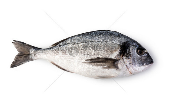 新鲜多拉鱼白色背景的鲜多拉鱼图片