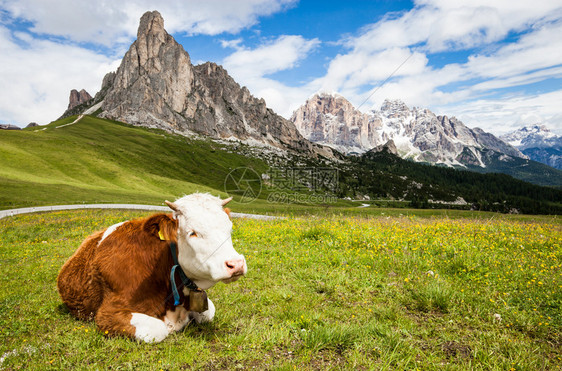 高山草原上的牛高山青草地上的牛图片