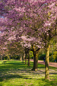 樱桃树开花美丽的自然场景和开花的树图片