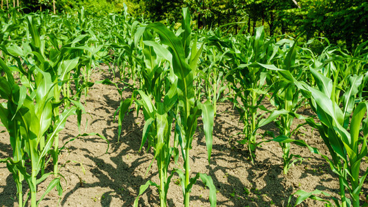 农业领域的有机青年玉米田图片