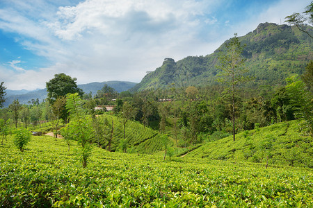 茶叶种植园在闪发光的山峰和蓝天图片