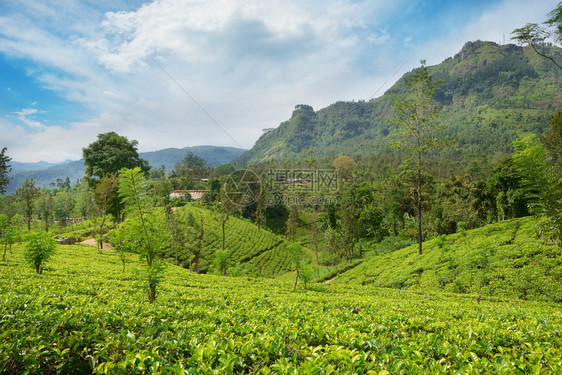 茶叶种植园在闪发光的山峰和蓝天图片