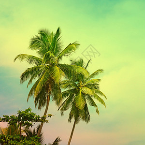 将热带棕榈树放在阳光灿烂的天空上充满抽象的云层过滤器和托宁的影响图片