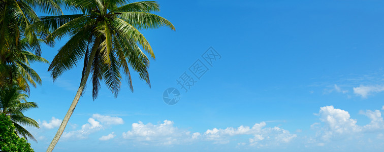 夏季海滩棕榈树的枝纹与蓝天上美丽的白云相对背景