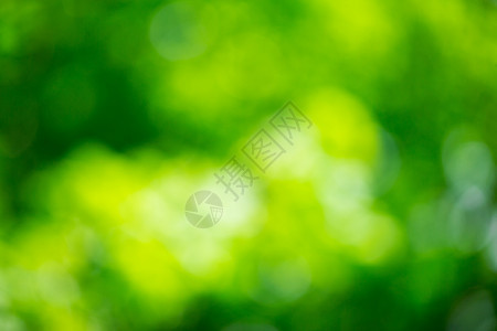 绿色背景树上的木色背景图片