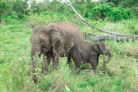 一只年轻的大象就在一个成年大象旁边图片