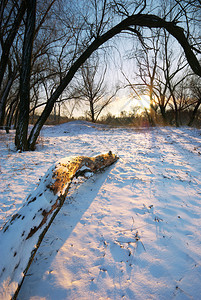 森林中的冬季自然构成图片