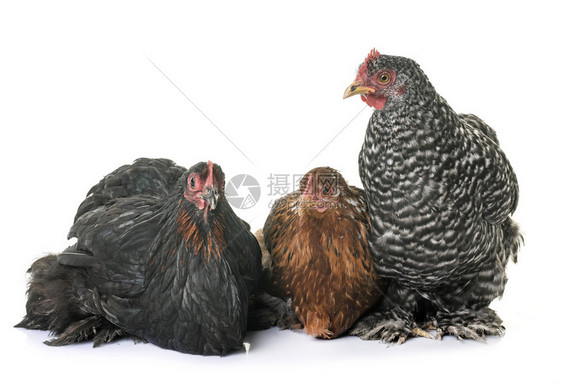 三只母鸡图片