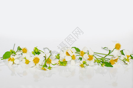 白背景孤立的野花装饰图片