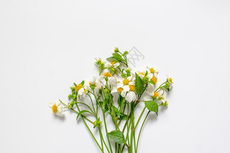 白背景孤立的野花装饰图片
