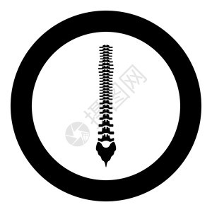 圆或矢量插图中的人类脊柱标黑色颜图片