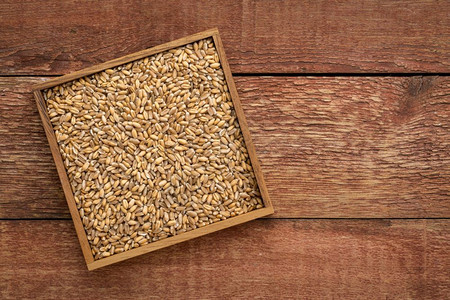 在一个方格箱中用硬红色冬季小麦与带复制空间的生锈谷仓木相对图片