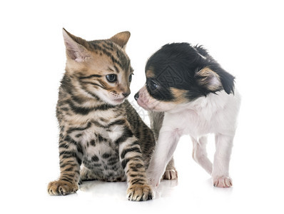 白种背景面前的小猫和狗吉娃图片